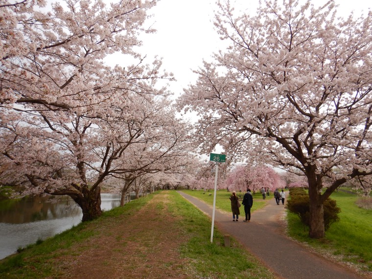 関東/桜お花見名所・穴場で楽しむアウトドア外遊び体験ツアー〜茨城つくばみらい福岡堰